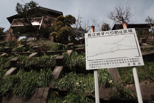 長江の地滑り防止壁に咲く水仙