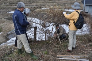 雪で裂けたミツマタの治療