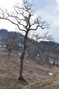 千代子桜の横にある柿の古木