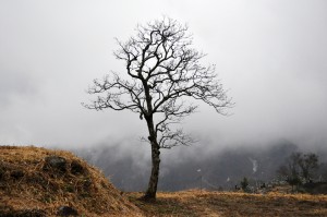霧の中の柿の古木