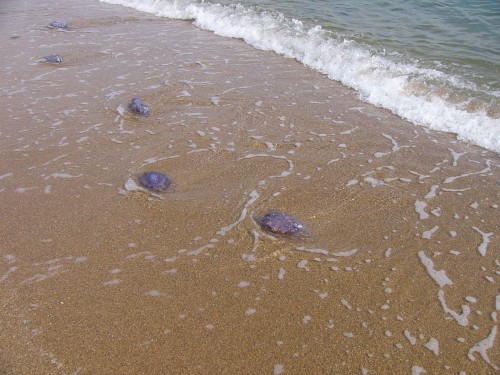 エビクラゲ　（いぼくらげ科）夏季に九州や瀬戸内海でみられる。死滅回遊してきたか？