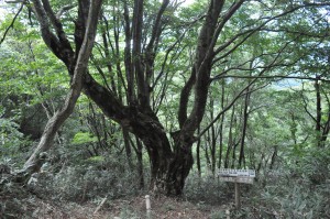 府下最大の大ブナ