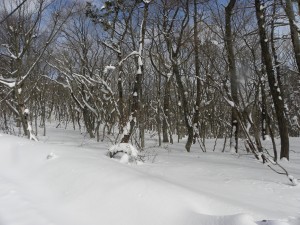 DSCN8140雪ごついた広葉樹