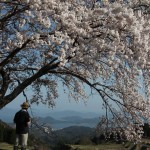 一本桜と宮津湾