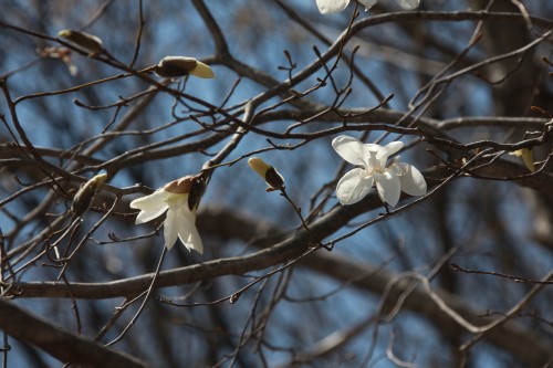 タムシバの白い花