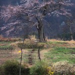 五分咲の千代子桜