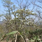 ヤマボウシの花