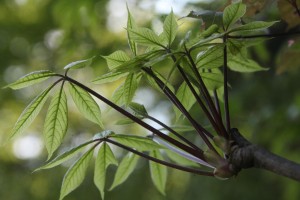 IMG_7757