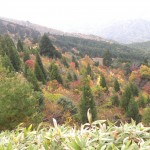 DSCN7601天然杉と紅葉
