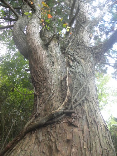DSCN5907杉の大木