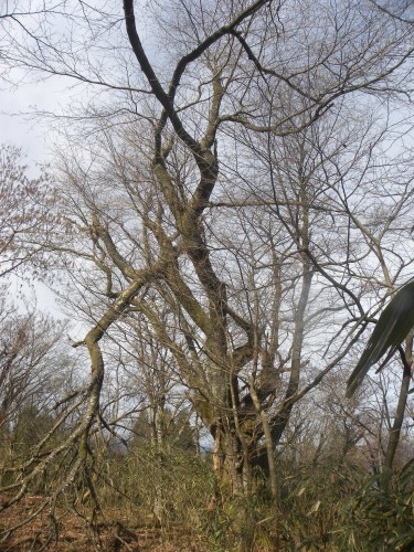 DSCN6607山桜巨木