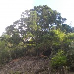 DSCN7600ボンボリ杉