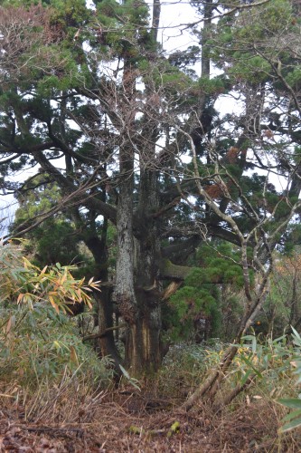 杉山尾根の天然杉
