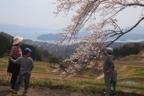 IMG_2041桜