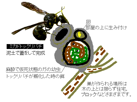 tokkuribachi[1]