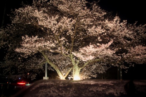 IMG_4339.jpg夜桜