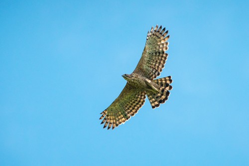 Mountain Hawk-Eagle flying on blue sky