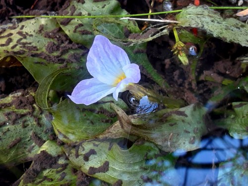 20241110_142226maborosino 幻の水中花咲く