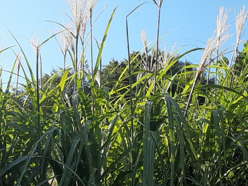 20250901_163336ススキが美しい