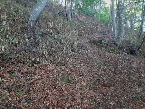 20250907_094414ここにもシカがボロギクを連れ込むかも