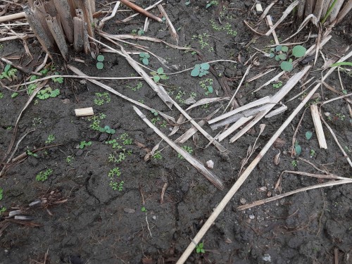 20250919_162312ウキゴケ