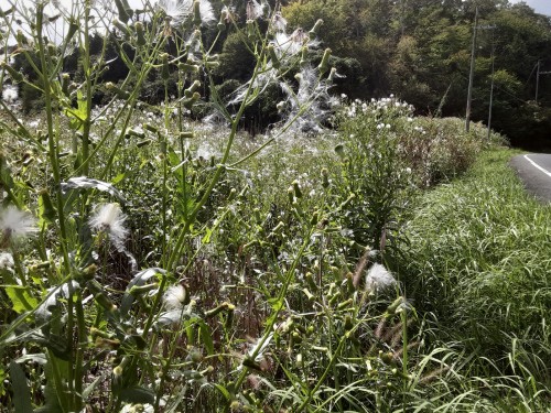 20250921_132612borogiku