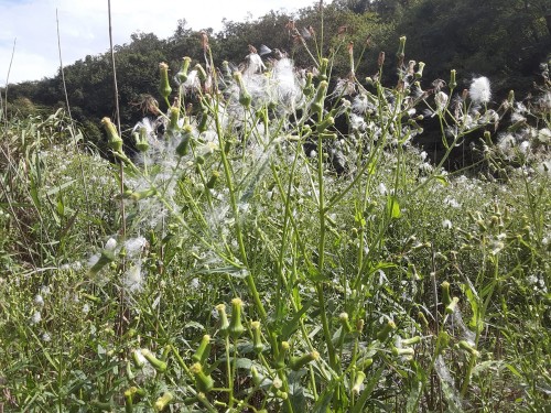 20250921_132626ボロギク