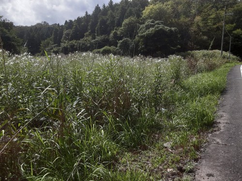 20250921_132822シカと二人三脚ボロギクや