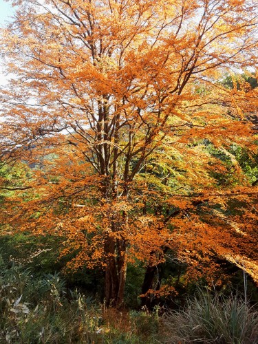 20251107_135224katura