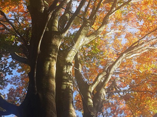 20251112_144401上世屋ブナ