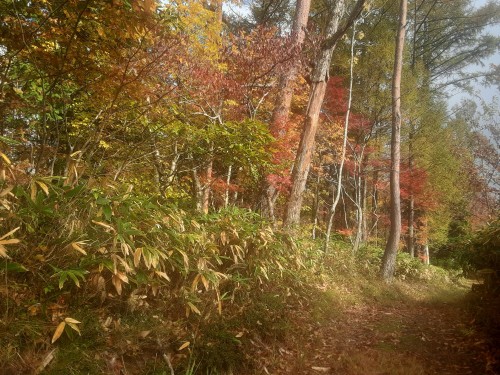 20251114_125528高原モミジ祭