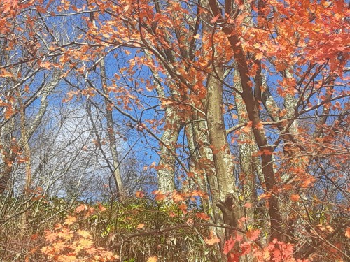 20251128_125413天然モミジ