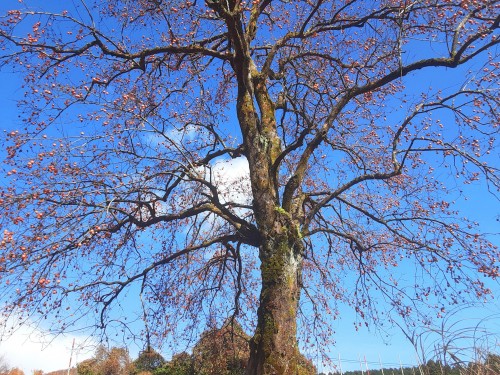 20251210_114419カキシャンデリア