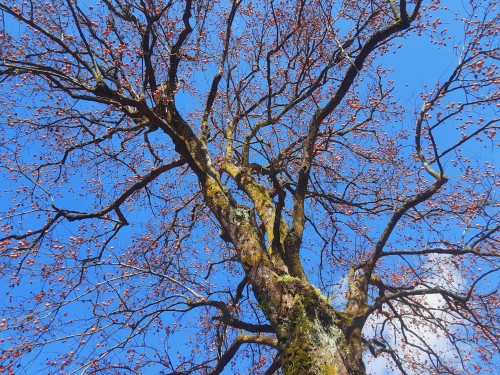 20251210_114440シャンデリア