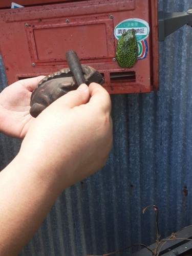 歌えカエルIMG_20250617_122404