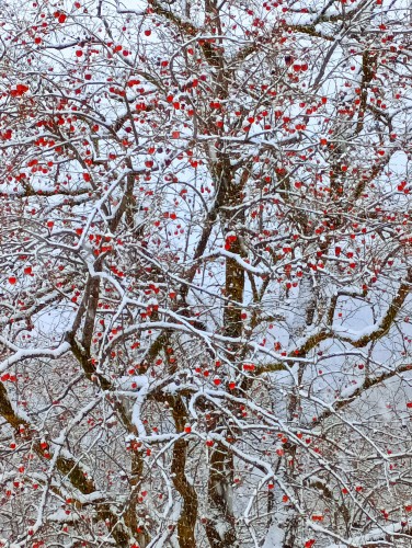 IMG_20260121_150142_かき