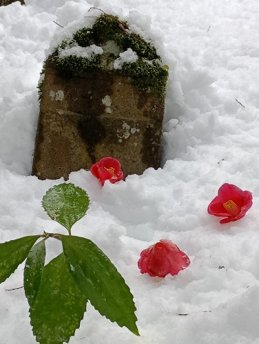 IMG_20260123_155946_1