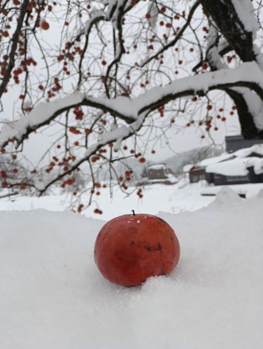 IMG_20260125_155114_1