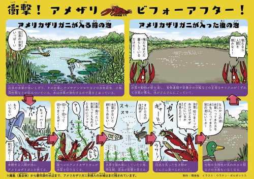 アメリカザリガニ900494302