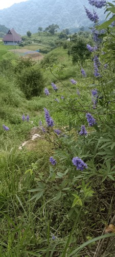 IMG_20260721_113106