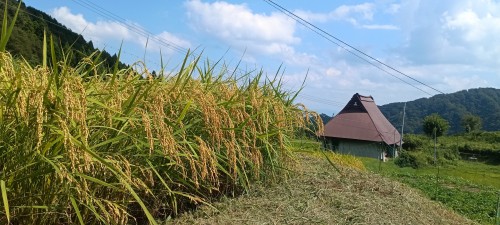 IMG_20260901_135315_1